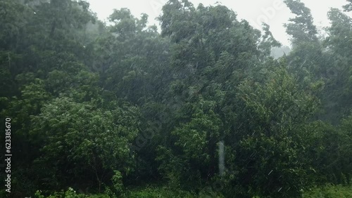 Trees and bushes in park during a squall in summer