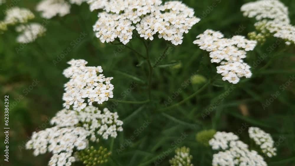 Inflorescences of yarrow in overcast weather, top view close-up Inflorescences of yarrow in overcast weather, top view close-up
