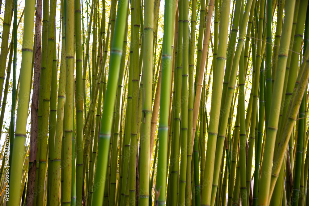 Bamboo forest with green plants in Japan Bamboo forest with green plants in Japan