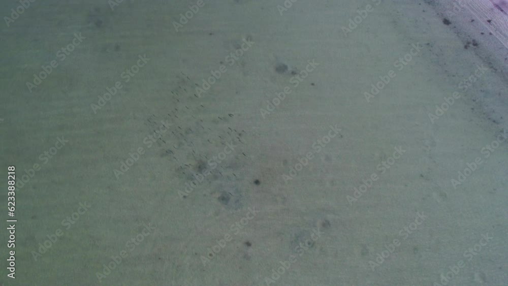 Aerial over a large school of fish in the Gulf of Mexico. Aerial over a large school of fish in the Gulf of Mexico.