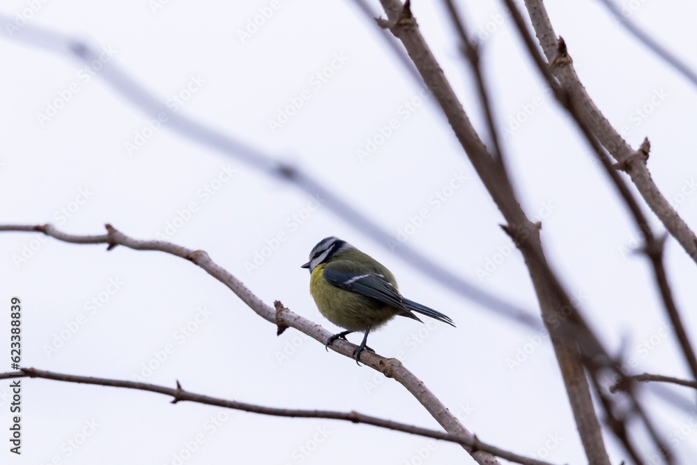 A close up portrait of a blue tit or cyanistes caeruleus bird sitting on a branch without leafs of a tree. The perched bird is looking towards an overcast sky. A close up portrait of a blue tit or cyanistes caeruleus bird sitting on a branch without leafs of a tree. The perched bird is looking towards an overcast sky.