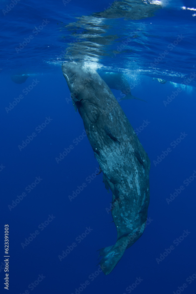 Naklejka premium Family of sperm whales swimming in the ocean
