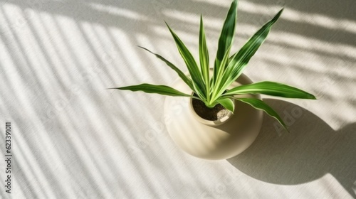 top view of house plant treepot on white stone table top with sun light making shade frome window,ai generate