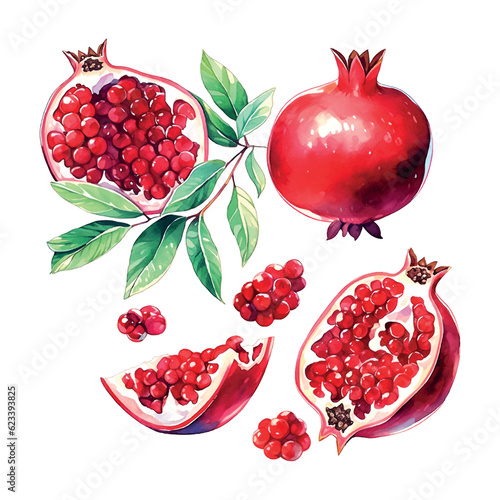 Pomegranate watercolor on white background. Isolated vector element. Sweet food.