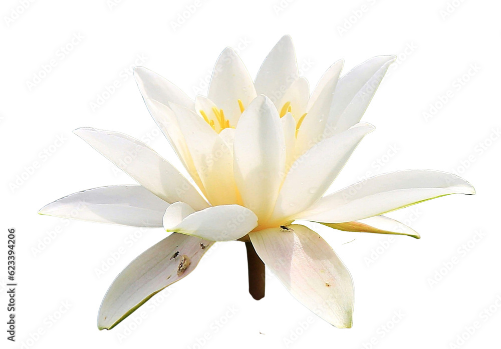 Lotus flower isolated with transparent background Lotus flower isolated with transparent background