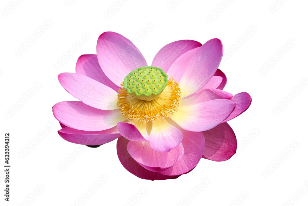 Lotus flower isolated with transparent background Lotus flower isolated with transparent background