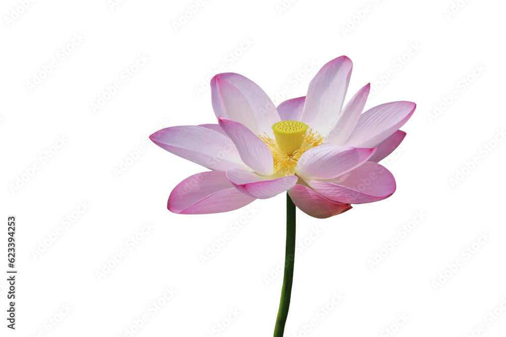 Lotus flower isolated with transparent background Lotus flower isolated with transparent background