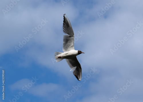 Black-headed tern flying in the sky