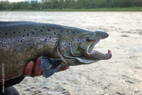 Фотография A sports fisherman releases unharmed Baltic sea salmon back to river after it was caught on summer day in Swedish Lapland