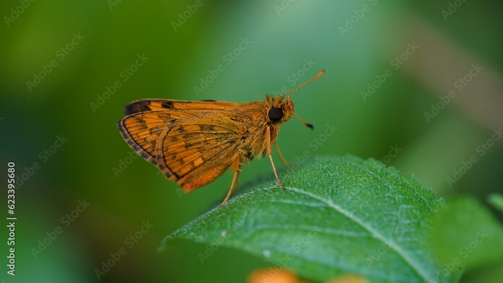 Potanthus Omaha is a butterfly-like insect, this animal is brown-orange in color Potanthus Omaha is a butterfly-like insect, this animal is brown-orange in color