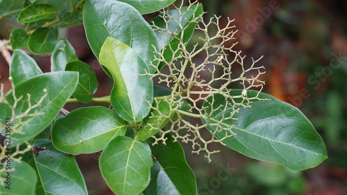 Malbau, or Premna serratifolia, is a tropical tree belonging to the Lamiaceae family. It's native to regions in Asia, including India and Sri Lanka, and is known for its various medicinal  photo