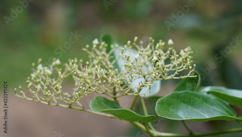 Malbau, or Premna serratifolia, is a tropical tree belonging to the Lamiaceae family. It's native to regions in Asia, including India and Sri Lanka, and is known for its various medicinal  photo