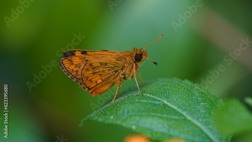 Potanthus Omaha is a butterfly-like insect, this animal is brown-orange in color