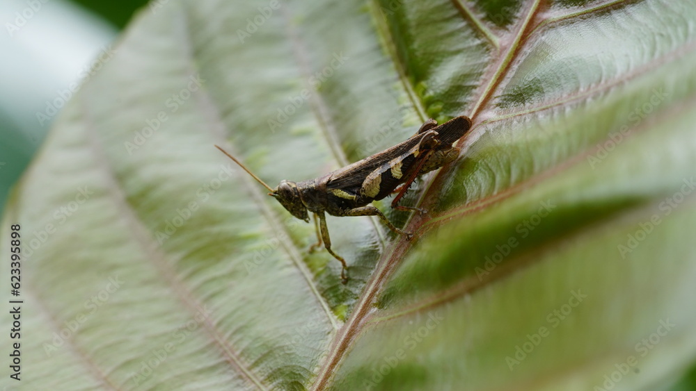 Fototapeta premium Grasshoppers are a group of insects belonging to the suborder Caelifera.|蚱蜢