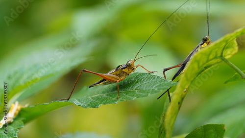 Nisitrus malaya is a species of Cricket from the Family Gryllidae.|蟋蟀