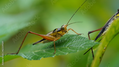 Nisitrus malaya is a species of Cricket from the Family Gryllidae. 蟋蟀 © Jimmy