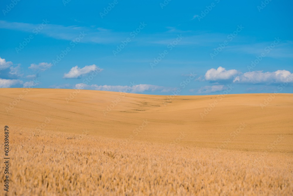 golden wheat field in the countryside