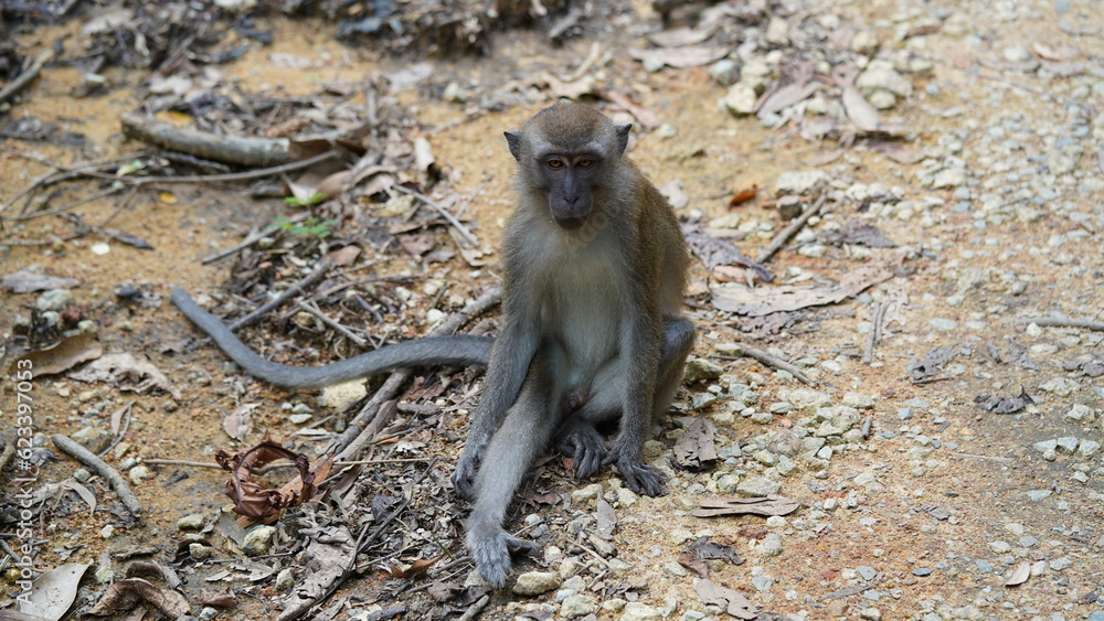Obraz premium An adult male vervet monkey (Chlorocebus pygerythrus).