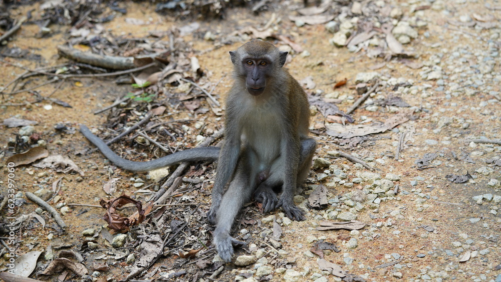 An adult male vervet monkey (Chlorocebus pygerythrus).