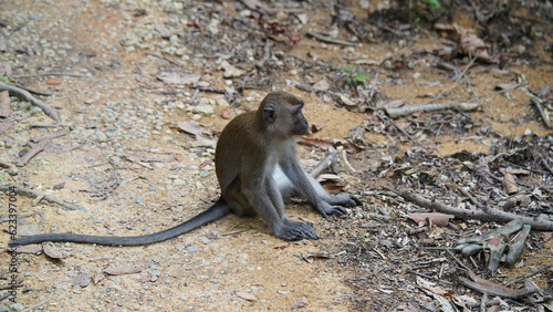 An adult male vervet monkey (Chlorocebus pygerythrus). photo