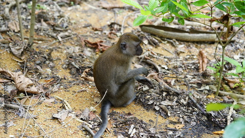 An adult male vervet monkey (Chlorocebus pygerythrus).