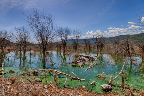 Dead trees on Lake Bogoria. The trees died due to high water levels on the lake over the last ten years.  photo