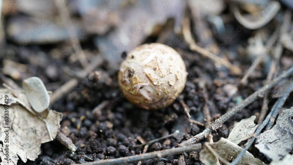 Geastrum fimbriatum|mushroom|毛嘴地星 Geastrum fimbriatum|mushroom|毛嘴地星