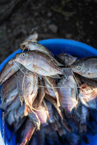 Fish harvest ready for sale