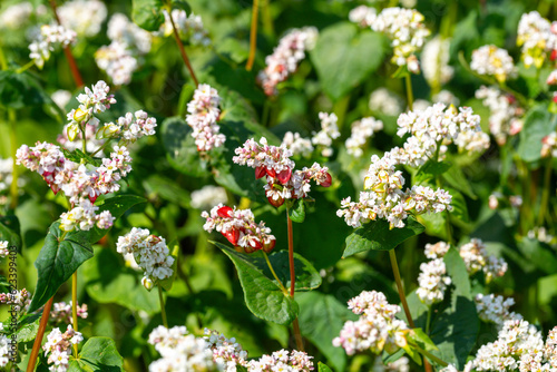 Buckwheat macro with white flowers. Fagopyrum esculentum