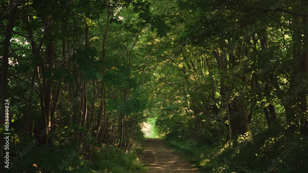 Sun rays and beams through branches of old trees over abandoned mystery rural pathMystic fairy mood, horror and scary atmosphere Sun rays and beams through branches of old trees over abandoned mystery rural pathMystic fairy mood, horror and scary atmosphere