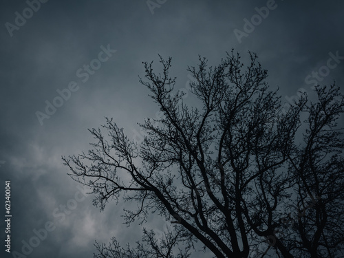 Tree branches against sky © Thanh