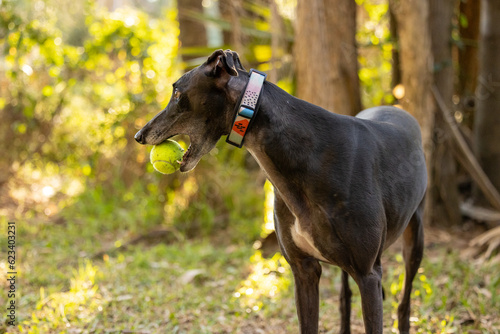 Black greyhound dog playing in park with tennis ball in mouth