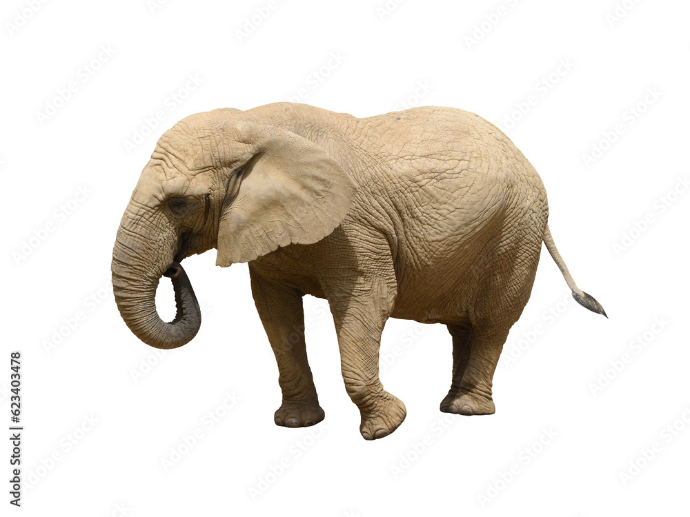 Naklejka premium African bush elephant isolated on the transparent background