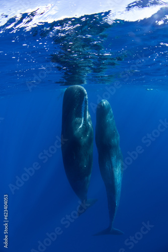 Family of sperm whales sleeping in the ocean