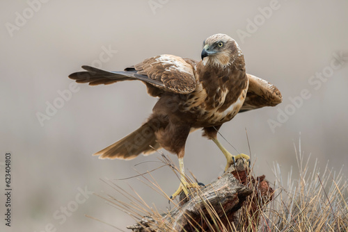 Western marsh harrier (Circus aeruginosus)