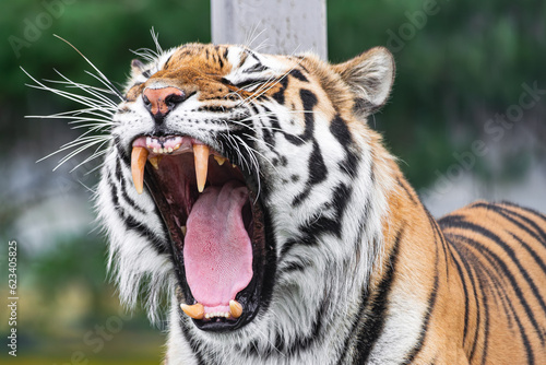 Siberian tiger, (Panthera tigris altaica), roaring with open mouth, close view photo