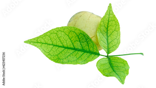 Aegle marmelos or indian bael fruit with green leaves on the white background. Healthy life concept. photo