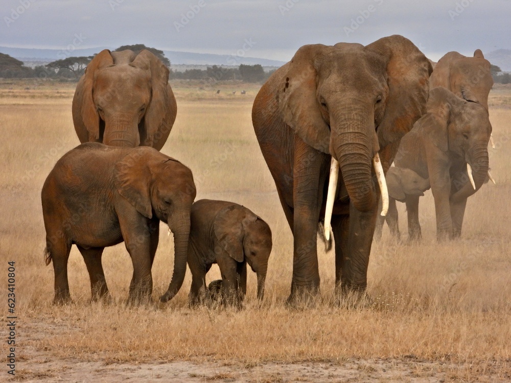 Fototapeta premium elephants in the savannah