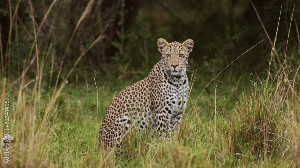 Slow Motion Shot of Powerful leopard with beautiful markings sitting in tall grass, conserving natural wildlife of rare animals, African Wildlife in Maasai Mara, Kenya, Africa Safari Animals Slow Motion Shot of Powerful leopard with beautiful markings sitting in tall grass, conserving natural wildlife of rare animals, African Wildlife in Maasai Mara, Kenya, Africa Safari Animals