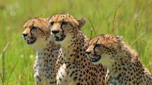 Slow Motion Shot of Group of Cheetahs together breathing heavily on luscious african plain, panting in bright sunshine , African Wildlife in Maasai Mara, Kenya, Africa Safari Animals in Masai Mara