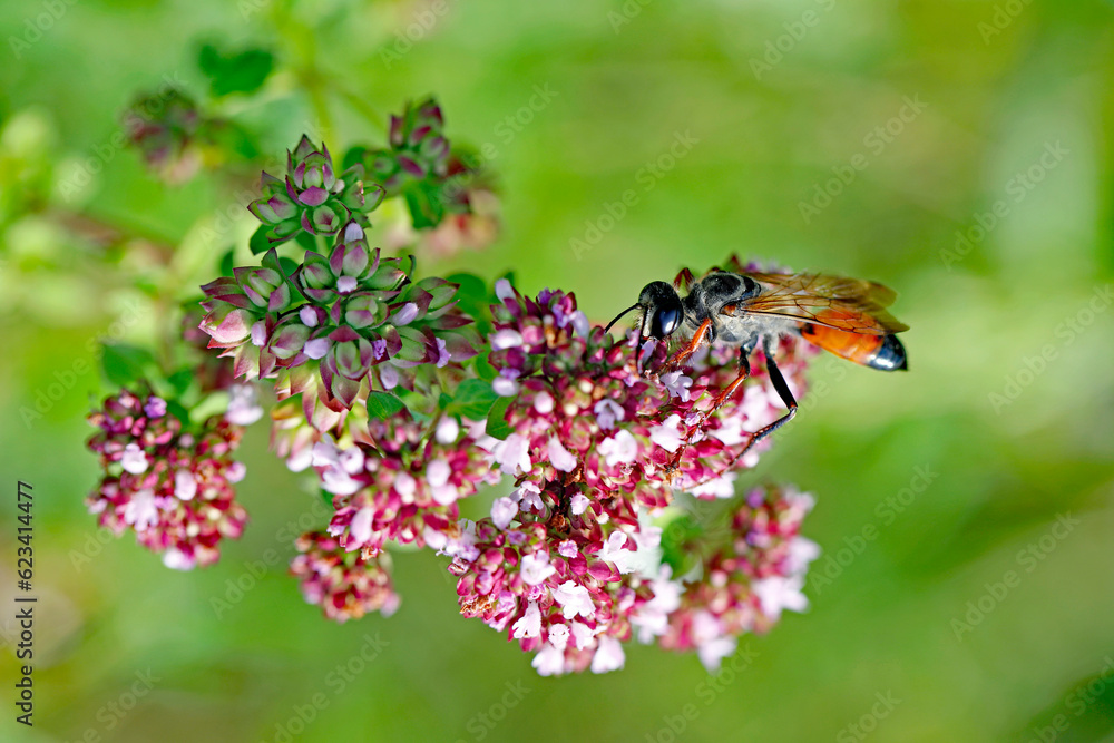 Fototapeta premium Wespe