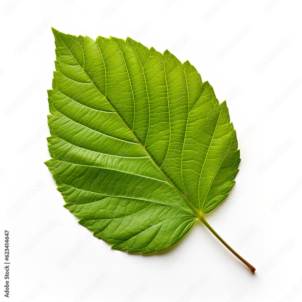 Obraz premium green leaf isolated on white