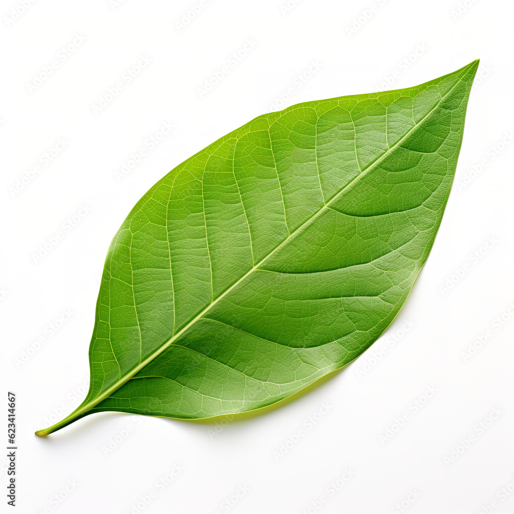 Obraz premium green leaf isolated on white