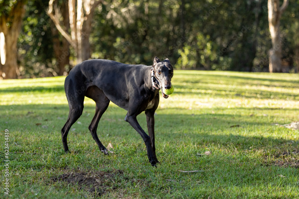 Black greyhound dog playing in park with tennis ball in mouth