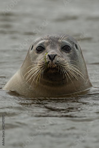 Harbour Seal (Phoca vitulina)