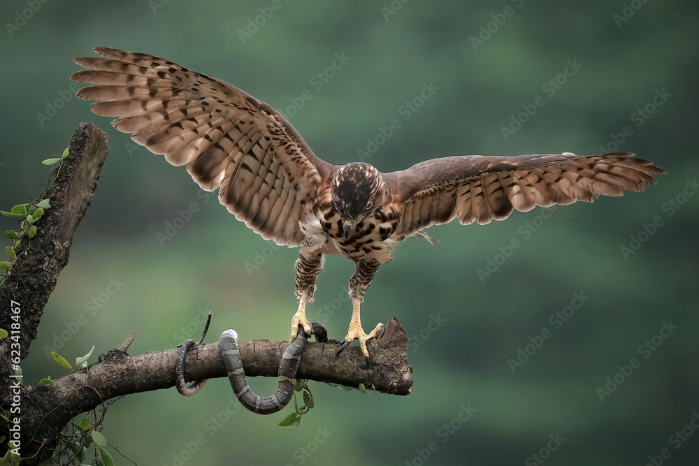 Fototapeta premium goshawk eagle of prey