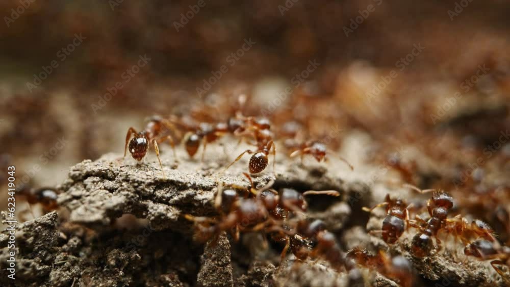 ants on the ground ants on the ground