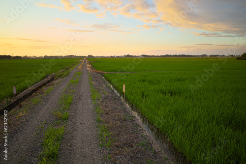 夕暮れの田んぼ道