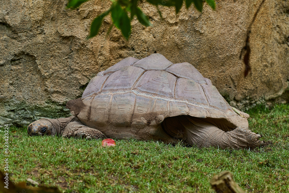 Fototapeta premium A large turtle sleeps with its head and paws stretched out