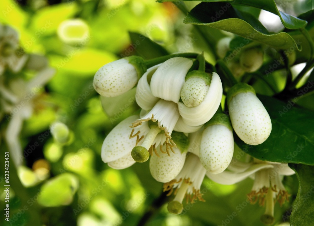 white flowers of citrus Pompela fruit tree close up white flowers of citrus Pompela fruit tree close up
